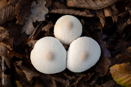 Puffball mushroom close up