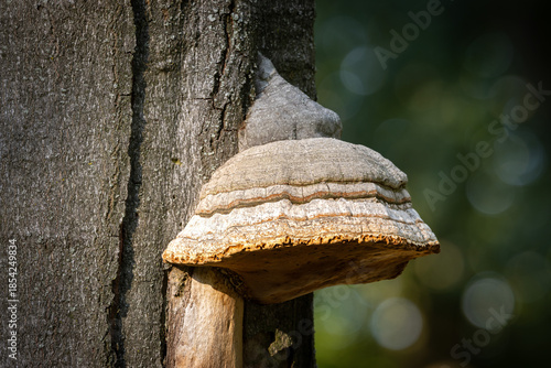 Hoof fungus close up