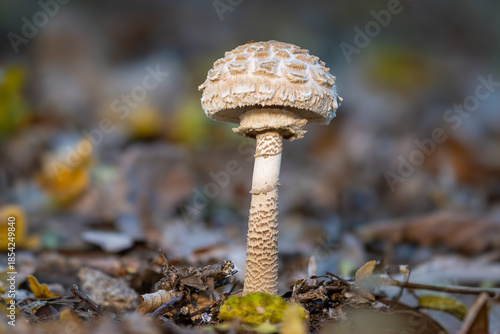 Parasol mushroom close up