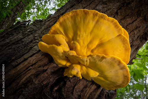Sulphur shelf mushroom close up