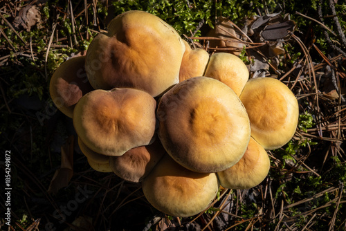 Clustered woodlover mushroom close up
