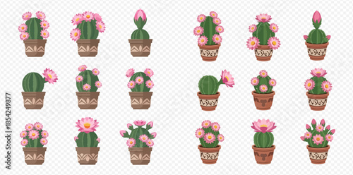 Set of blooming cactus plants in pots with pink flowers and buds, vector illustration.