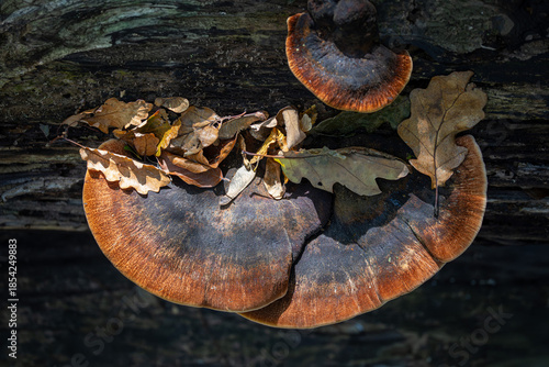 Tree fungus close up