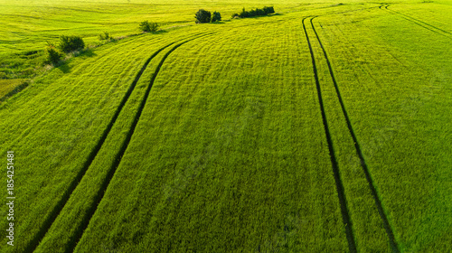 Golden Sunlight on Rural Field