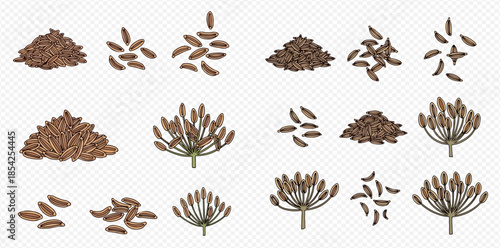 Set of fennel seeds and dried fennel flowers, isolated on transparent background, for culinary and medicinal uses.