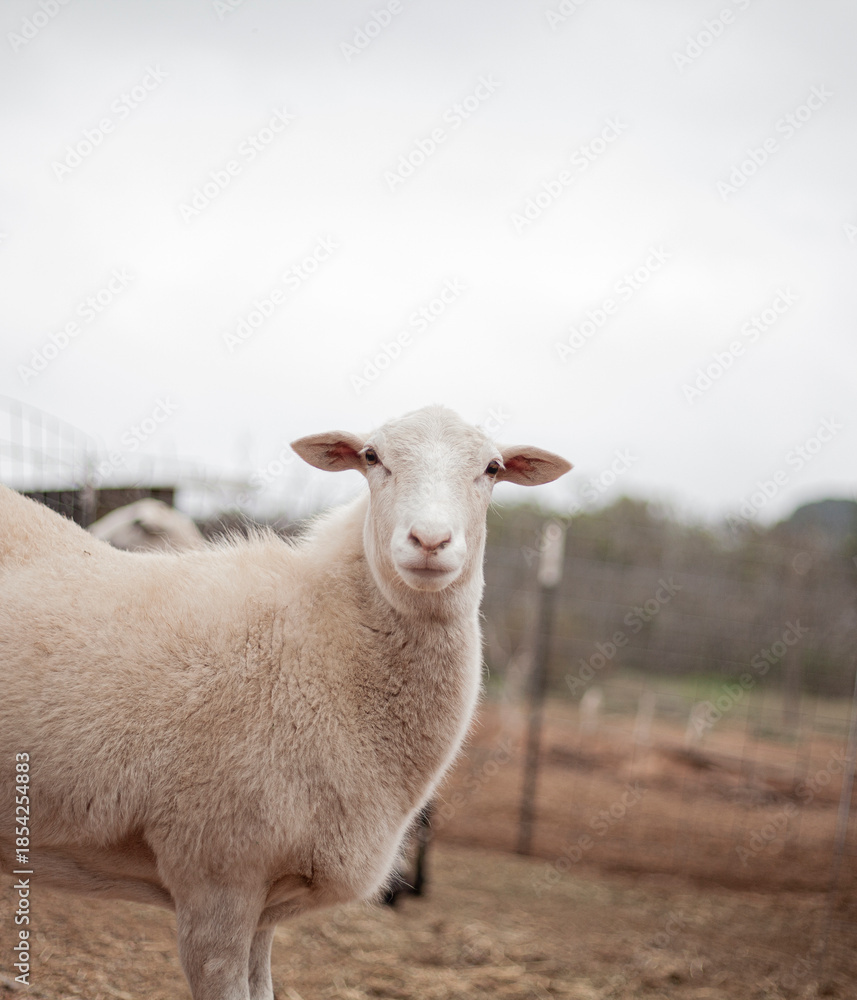Obraz premium sheep portrait