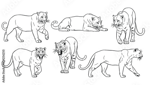Group Of Panthers In Various Poses: Walking, Resting, And Stalking Line Art Illustration