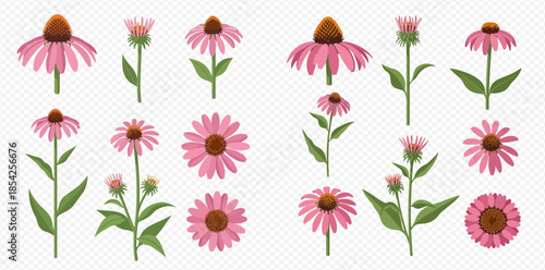 Set of beautiful purple coneflower plants and blossoms in various stages of growth.