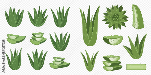 Set of fresh aloe vera plants and cut leaves for natural cosmetic and health products.
