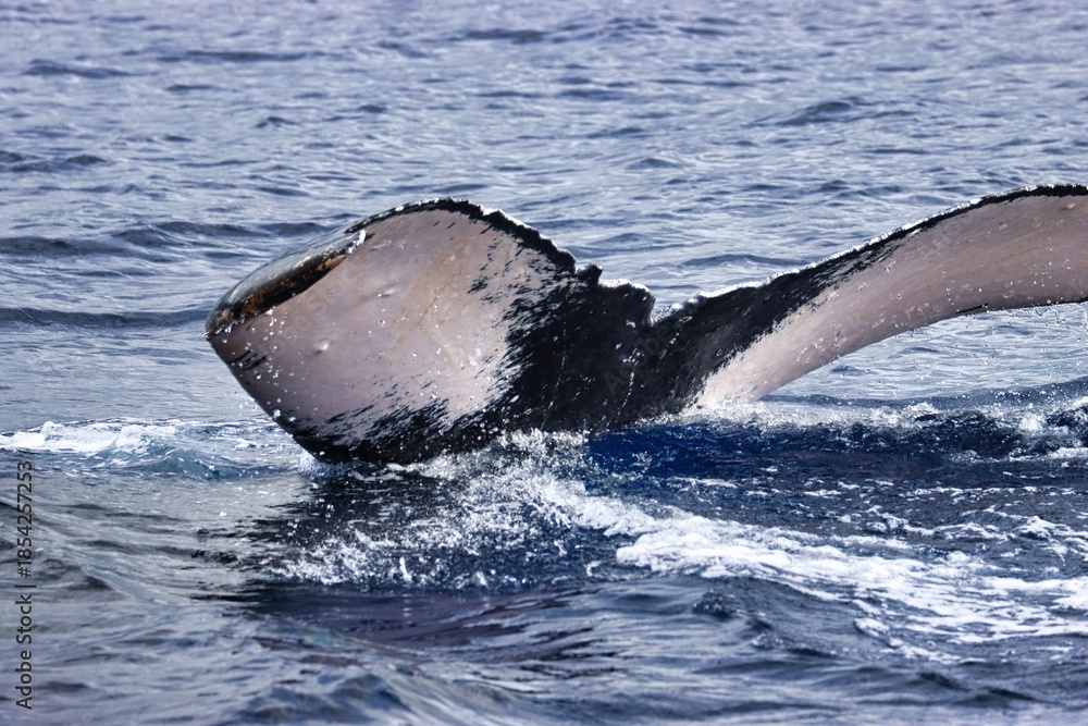 Fototapeta premium Maui, Hawai'i, USA