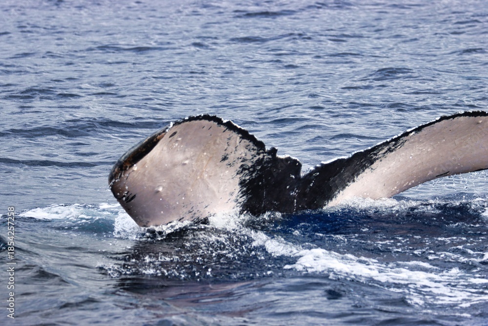 Fototapeta premium Maui, Hawai'i, USA