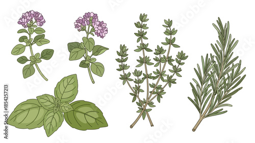 Illustration of various fresh herbs, ideal for culinary uses and enhancing flavor in dishes, perfect for cooking