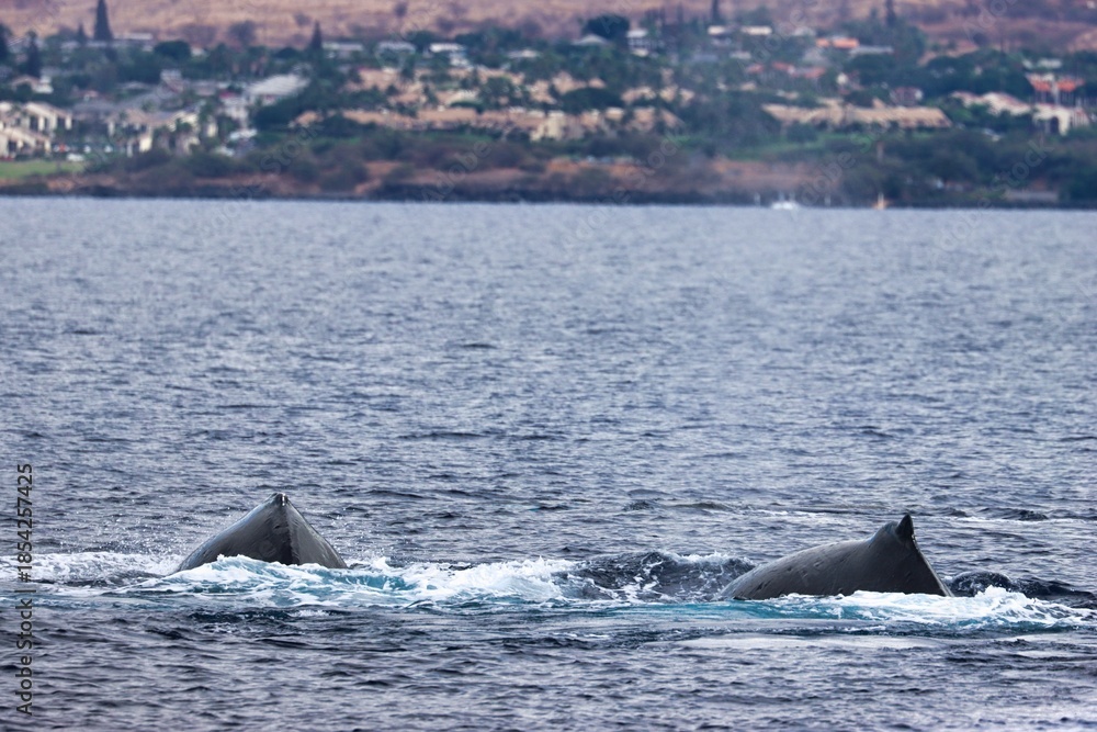 Fototapeta premium Maui, Hawai'i, USA