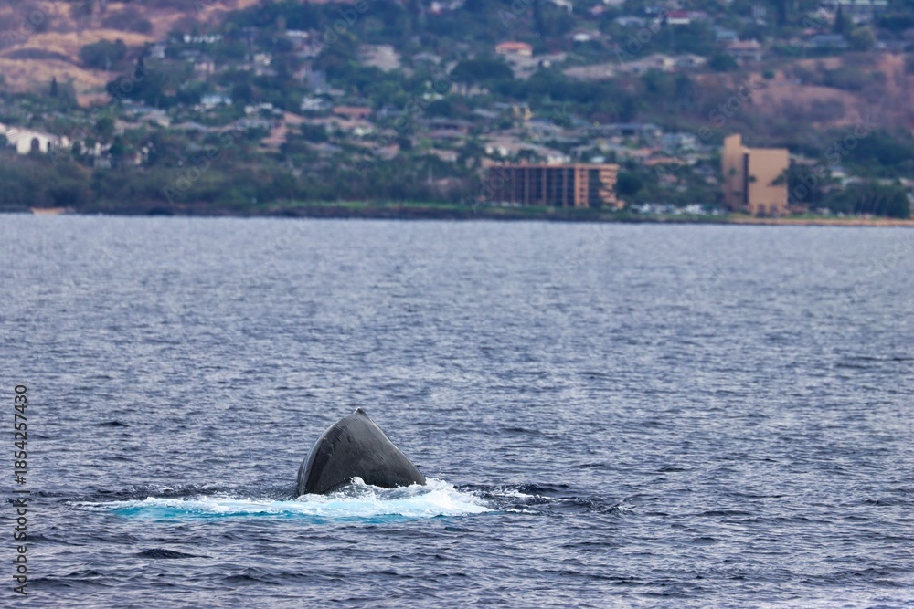 Fototapeta premium Maui, Hawai'i, USA