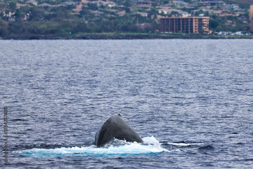 Fototapeta premium Maui, Hawai'i, USA