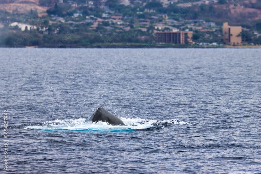 Fototapeta premium Maui, Hawai'i, USA