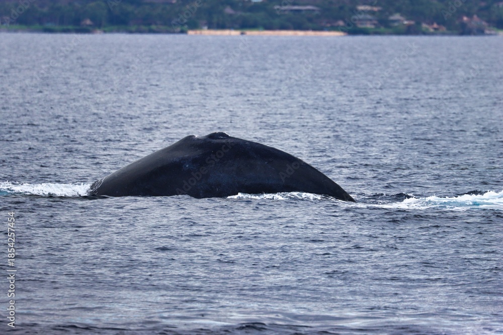 Fototapeta premium Maui, Hawai'i, USA