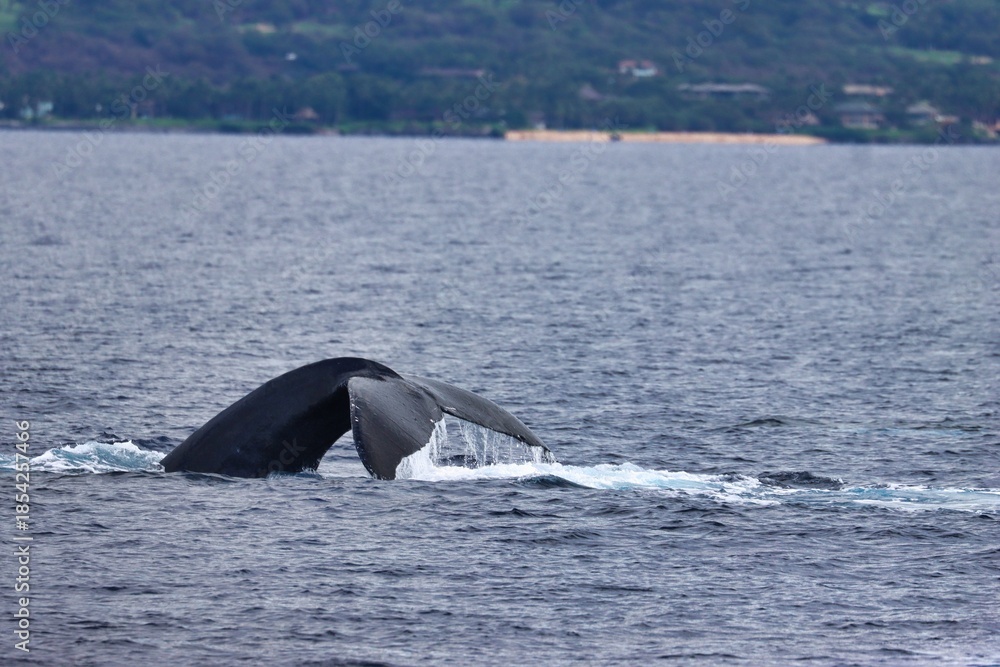 Fototapeta premium Maui, Hawai'i, USA
