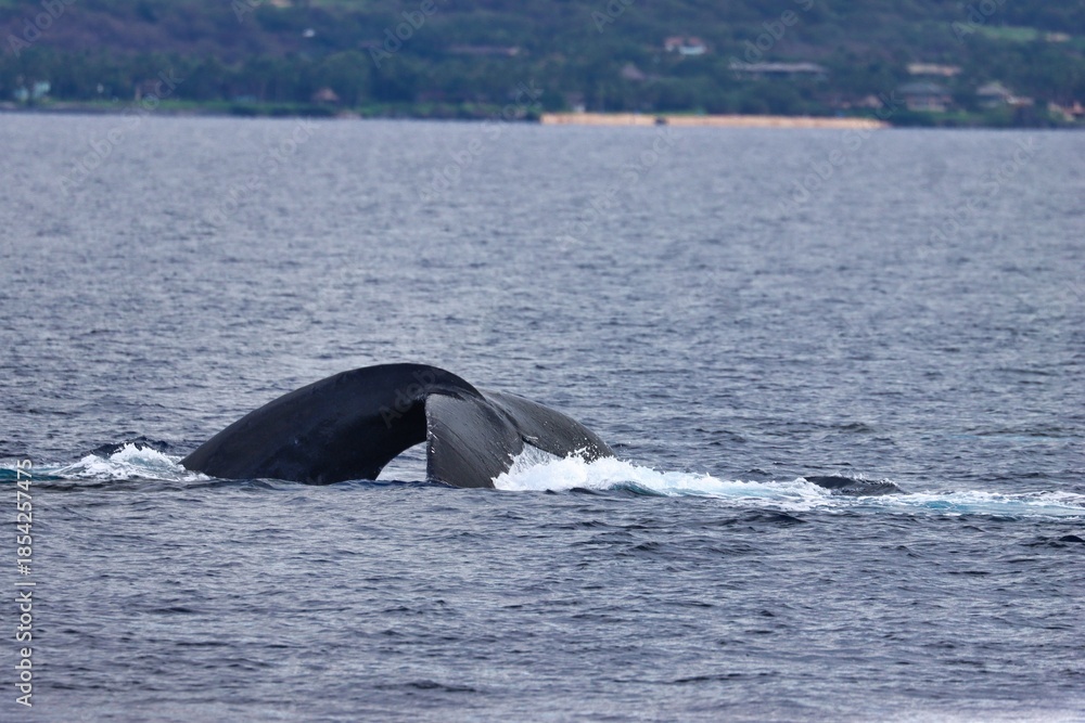 Fototapeta premium Maui, Hawai'i, USA