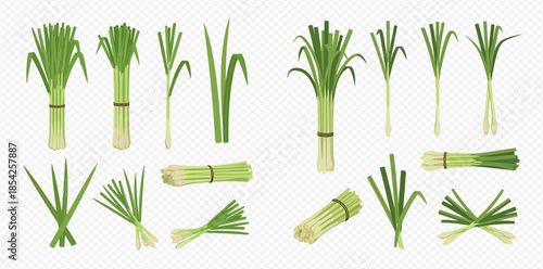 Fresh Green Lemongrass Stalks and Bundles Isolated on Transparent Background.