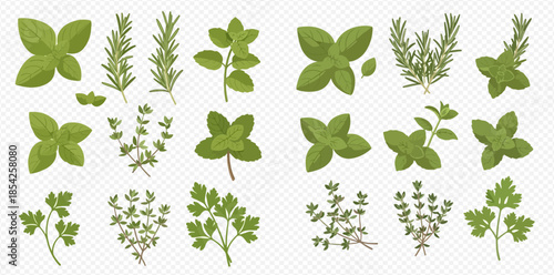 Collection of fresh green culinary herbs including basil, rosemary, oregano, thyme, and parsley on a transparent background.
