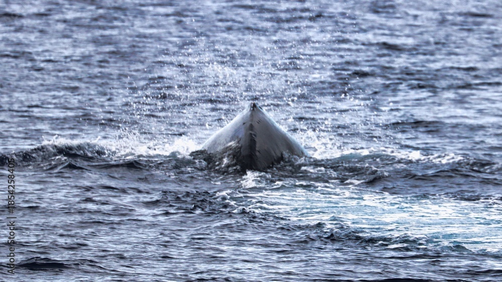 Fototapeta premium Maui, Hawai'i, USA