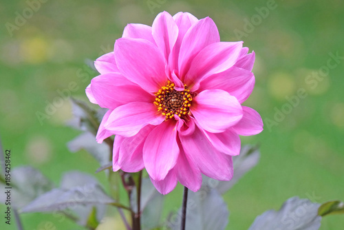 Pink double dahlia ‘Fascination’ in flower.