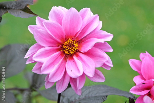 Canvastavla Pink double dahlia ‘Fascination’ in flower.