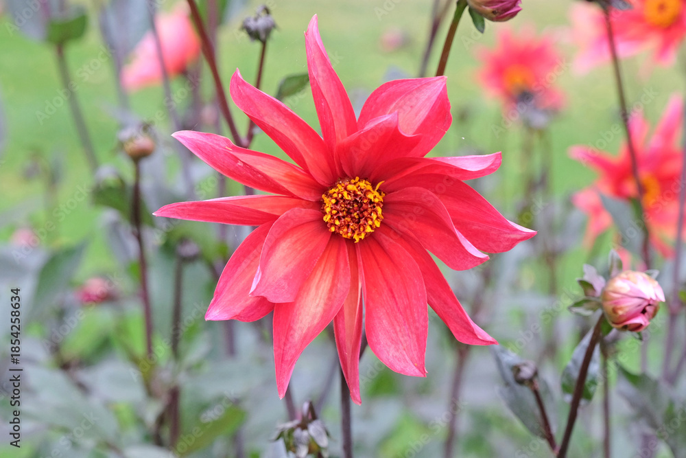 Obraz premium Peach and coral star dahlia ‘Waltzing Mathilda’ in flower.