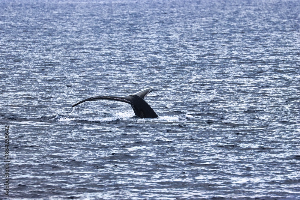 Fototapeta premium Maui, Hawai'i, USA