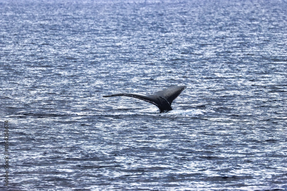 Fototapeta premium Maui, Hawai'i, USA