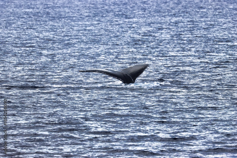 Fototapeta premium Maui, Hawai'i, USA