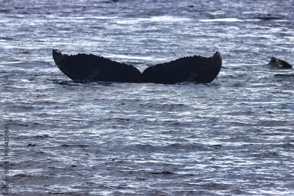 Fototapeta premium Maui, Hawai'i, USA