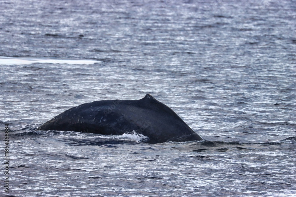 Fototapeta premium Maui, Hawai'i, USA