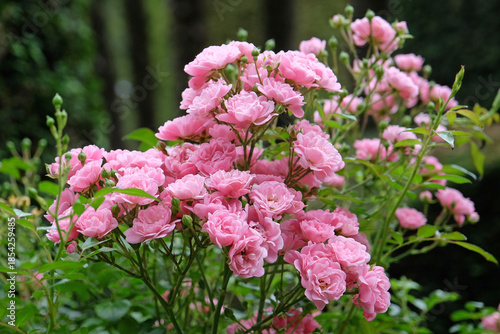 Pink rambling rose ‘Blush Rambler’ in flower.