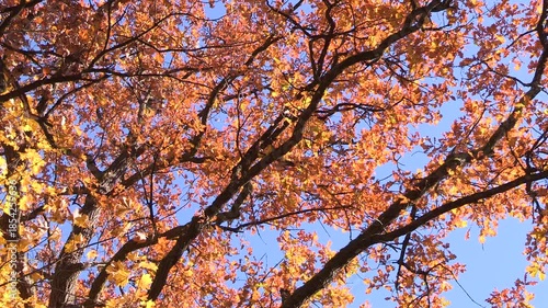 Colorful Autumn leaves on a tree, oak, autumn