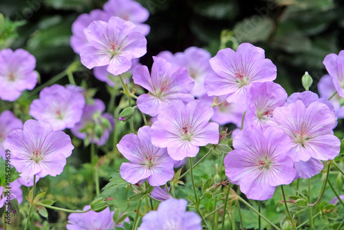 Tableau sur toile Lilac purple hardy geranium cranesbill ‘Azure Rush’  in flower.