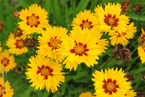 Yellow and red Coreopsis grandiflora tickseed ‘Sunfire’ in flower.