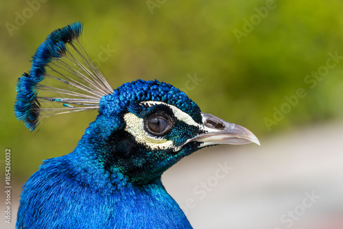 Indian Peafowl (Pavo cristatus), Found in forests and farmland across the Indian Subcontinent
