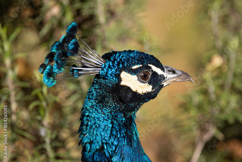 Indian Peafowl (Pavo cristatus), Found in forests and farmland across the Indian Subcontinent