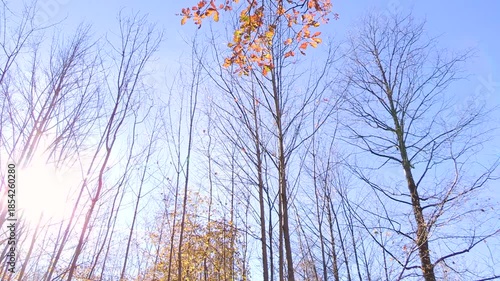 Colorful Autumn leaves on a tree, oak, autumn