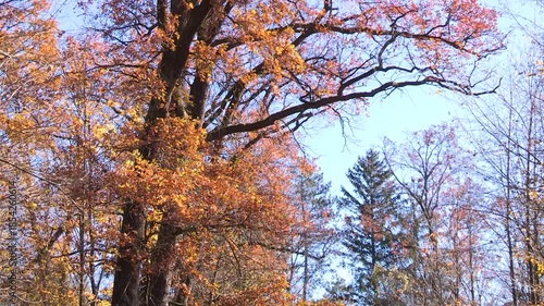 Colorful Autumn leaves on a tree, oak, autumn