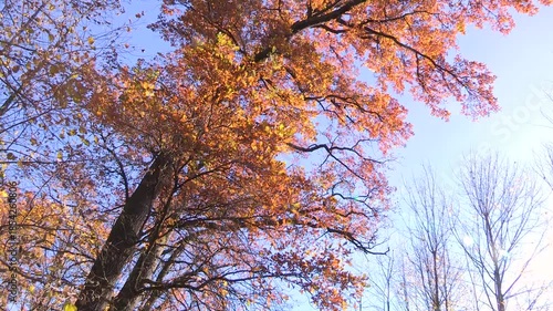 Colorful Autumn leaves on a tree, oak, autumn