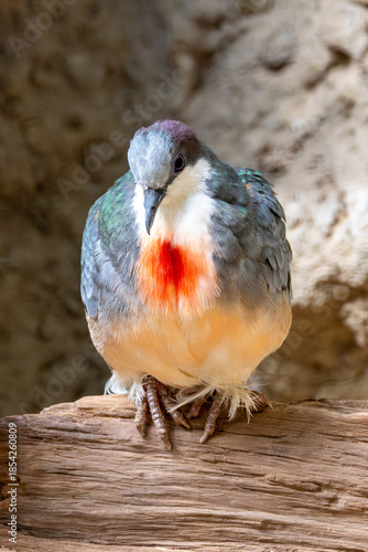 Luzon Bleeding-heart (Gallicolumba luzonica), Found in lowland forests of Luzon, Philippines