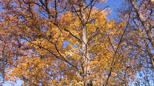 Colorful Autumn leaves on a tree, oak, autumn