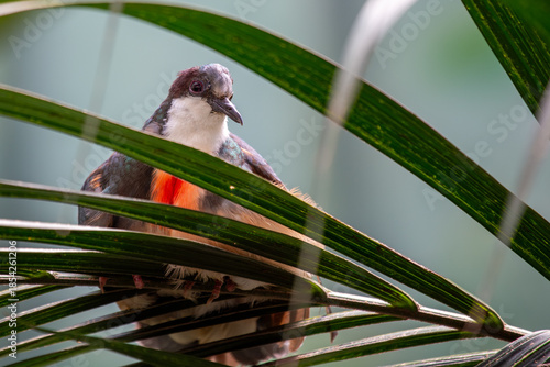 Luzon Bleeding-heart (Gallicolumba luzonica), Found in lowland forests of Luzon, Philippines