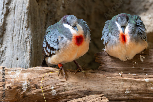 Luzon Bleeding-heart (Gallicolumba luzonica), Found in lowland forests of Luzon, Philippines