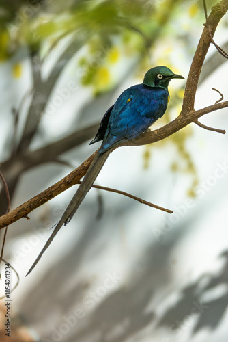 Long-tailed Glossy Starling (Lamprotornis caudatus), Common in woodlands across tropical Africa