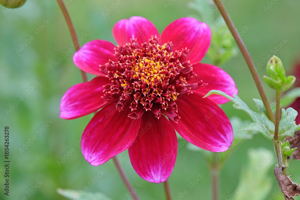 Obraz premium Purple pink anemone Dahlia ‘Rock Star’ in flower.