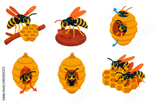 Social Wasp Construction. Isometric vector illustration set Social wasp nest construction: wasps building nest combs, papermaking